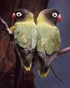 Lovebirds Lovebirds
